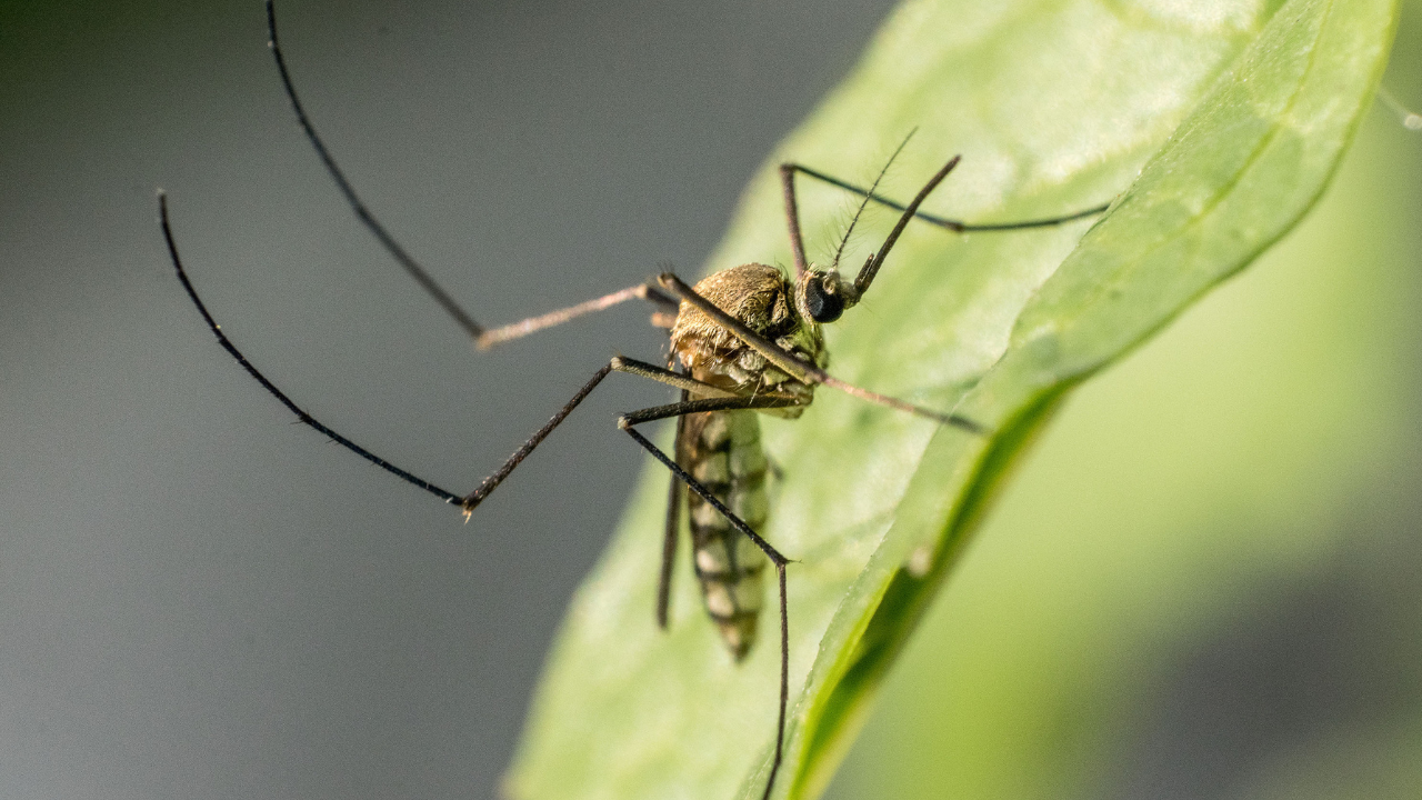 mosquito